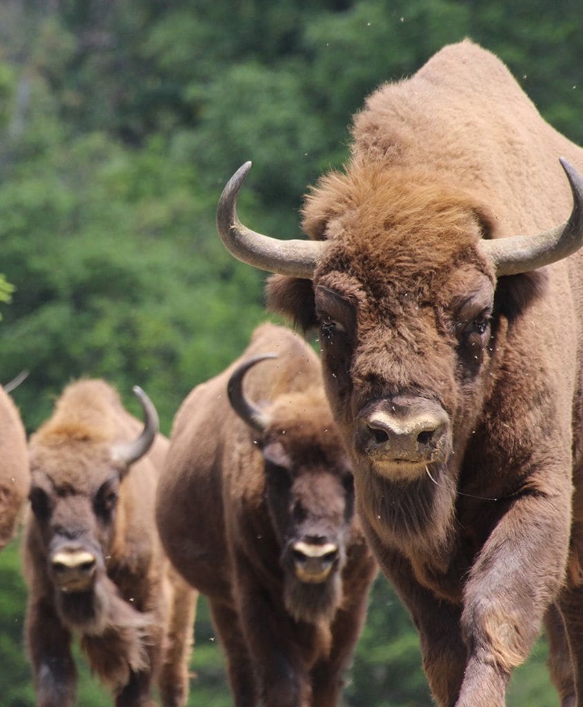 bisontes 1a