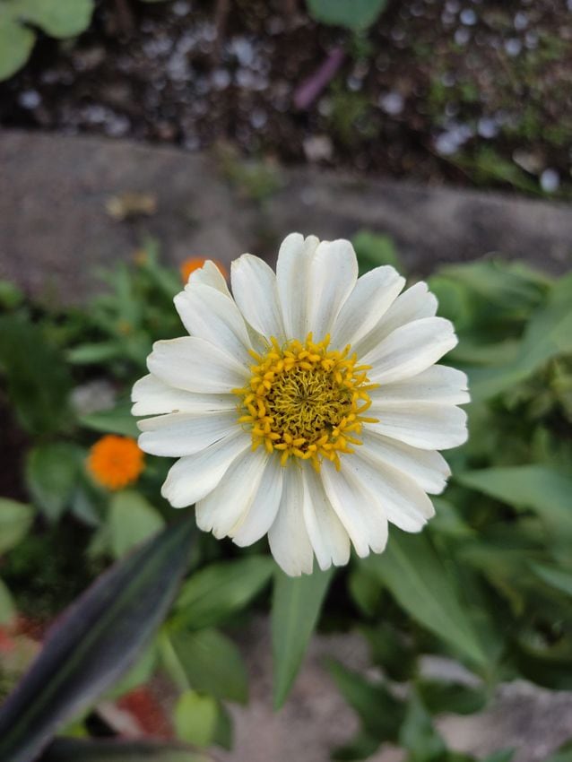 zinnia zinia  flor verano hola decoracion jardin 05