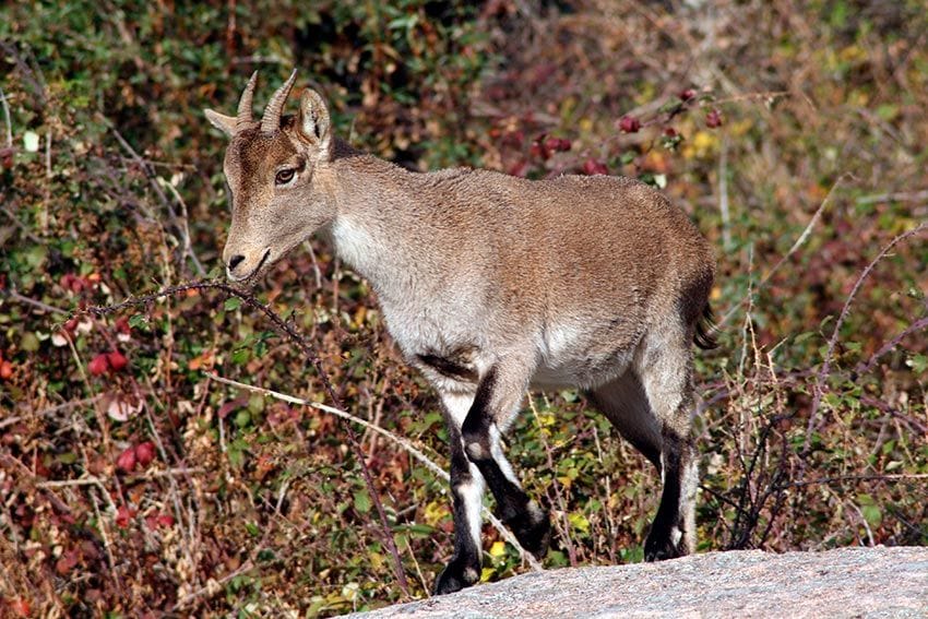 Cabra montés en la sierra de Guadarrama