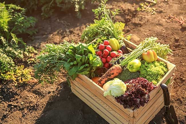 Como organizarte con el calendario biodinámico