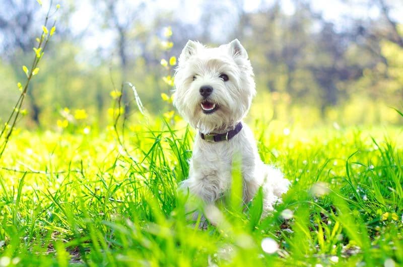 west highland terrier