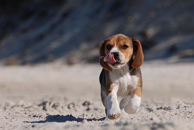 Cachorro de beagle