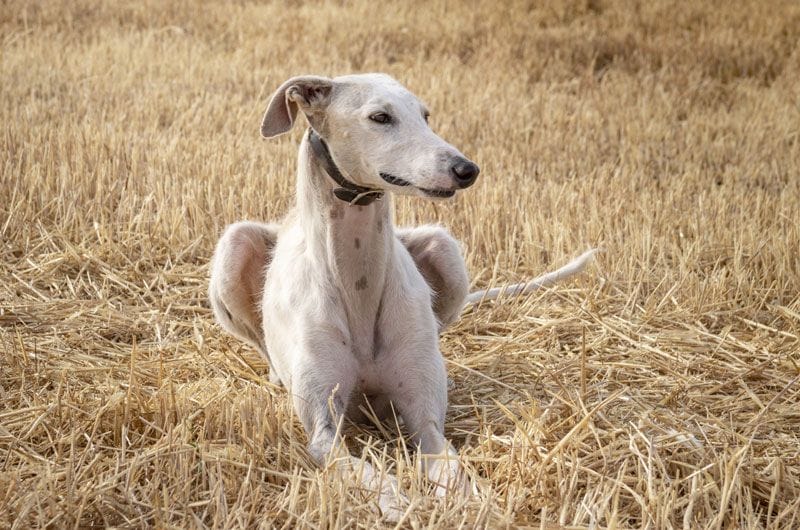 galgo