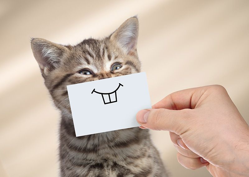 09 problemas dentales mascotas perros gatos