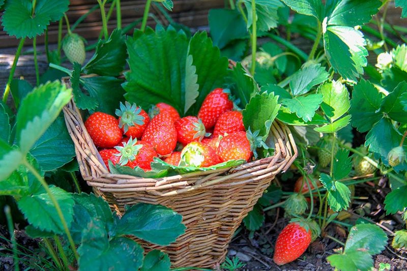 como cultivar fresas 07a