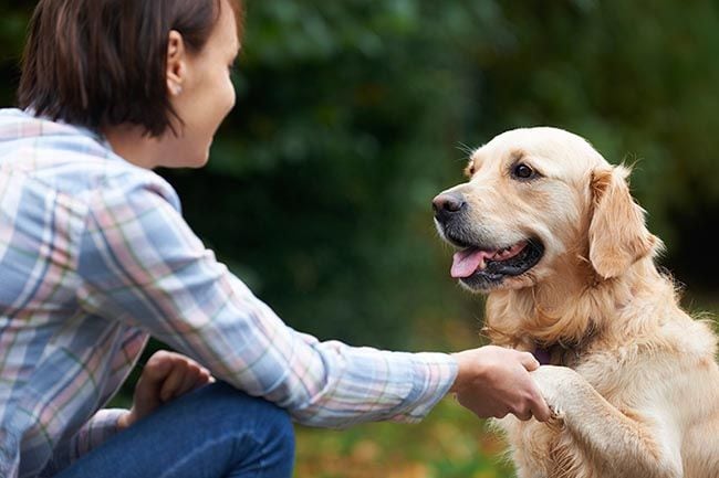 Las mejores razas de perro si sufres depresión 