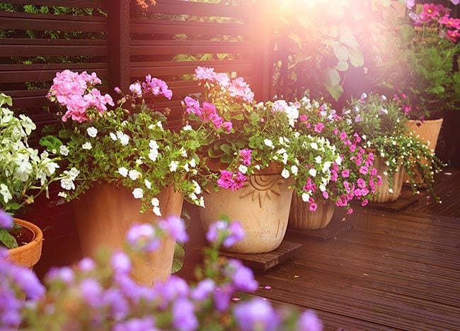 Plantas en la terraza