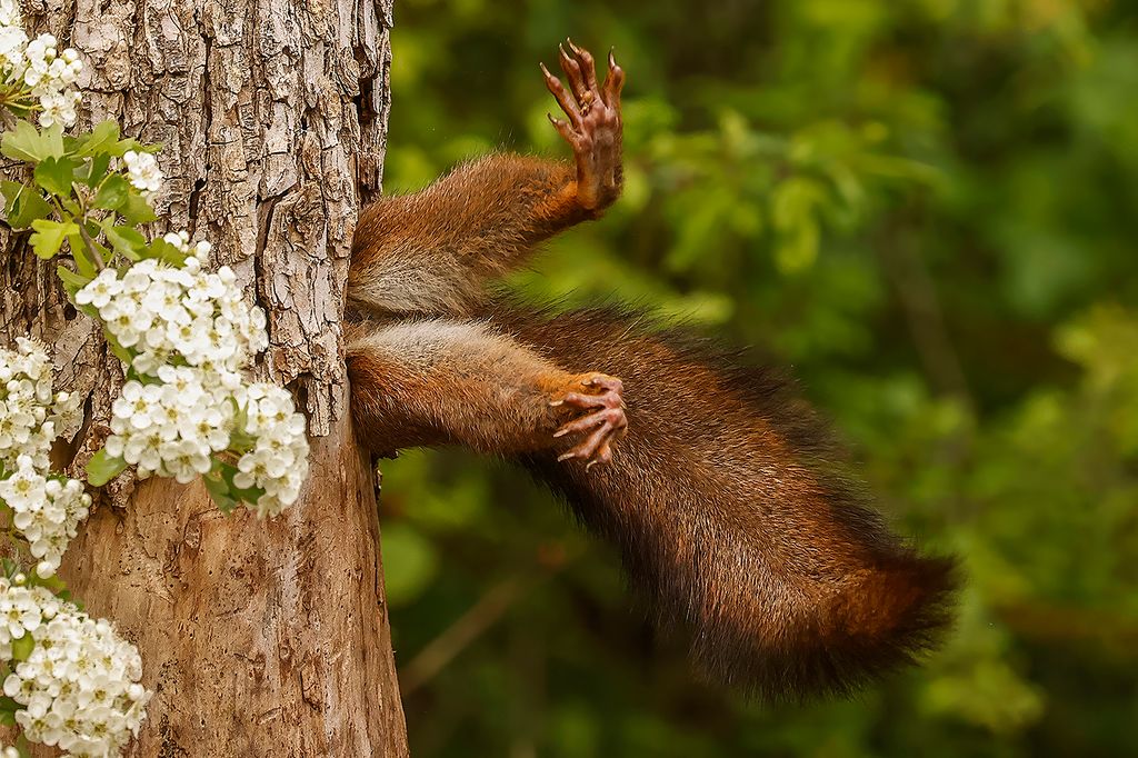 Blocked squirrel