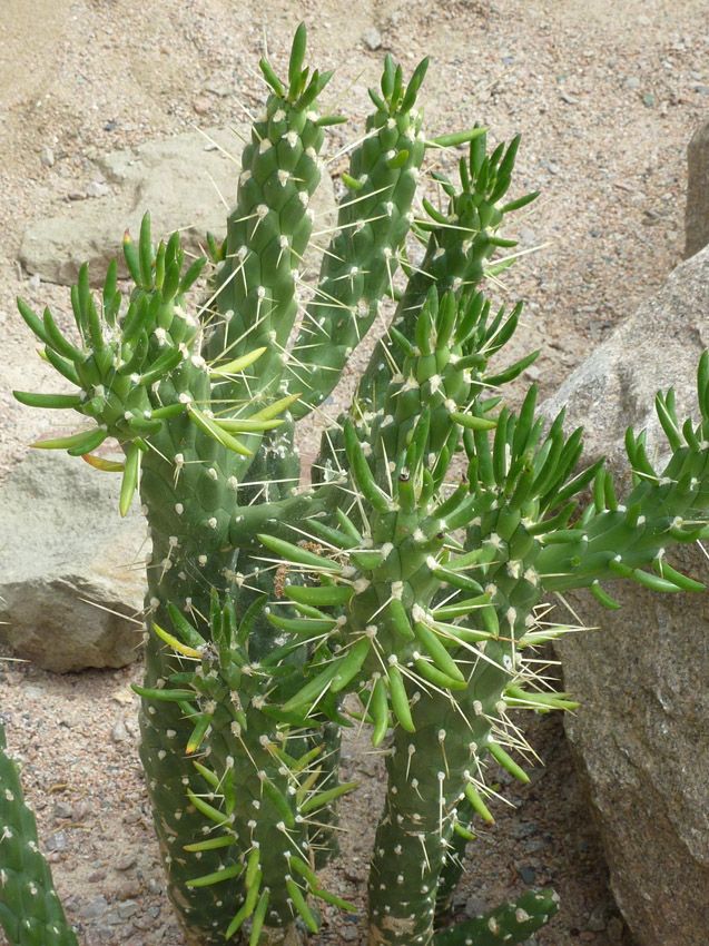 cactus alfileres eva Austrocylindropuntia subulata hola decoracion 07