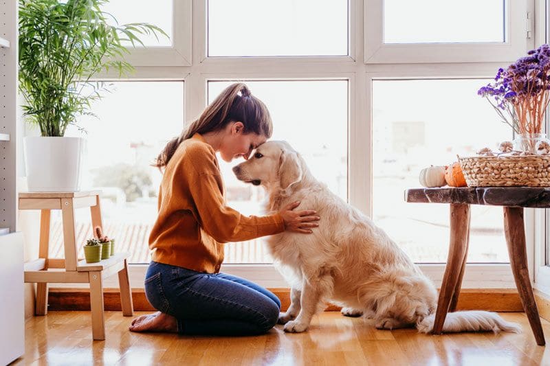 perro cuidados 2a