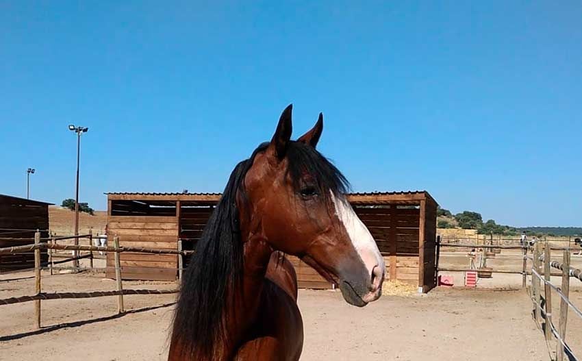 02 como tener un caballo como mascota