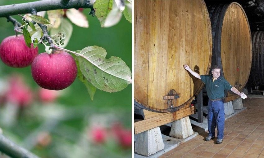 manzanas de la comarca de la sidra asturias