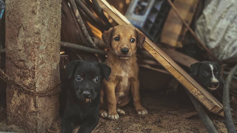 01 consejos decidir adoptar perro