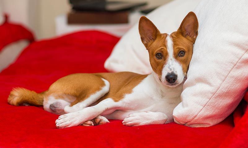 basenji2