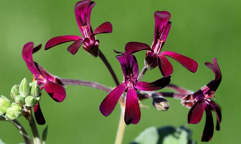 remedios catarro pelargonium