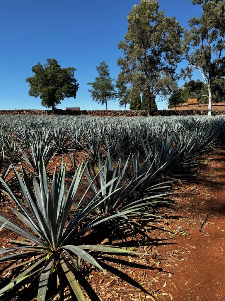 Campo de agaves de Casa Mayahuel 