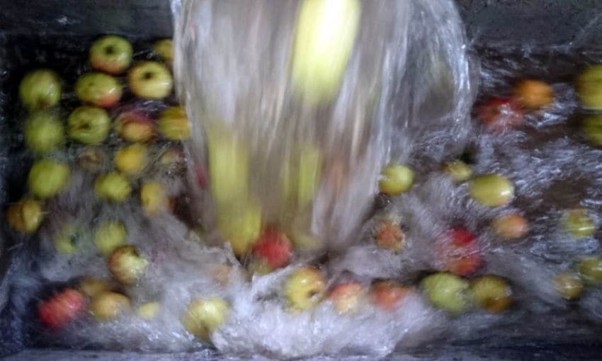 Lavado de manzanas para la elaboración de la sidra.