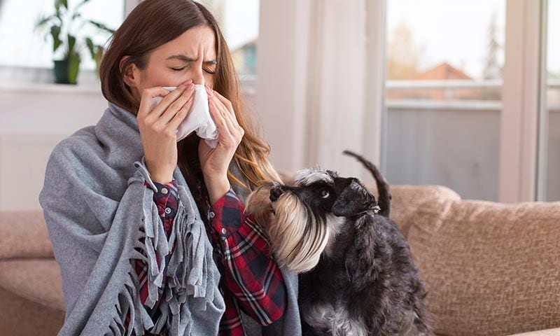 razas de perro alergia