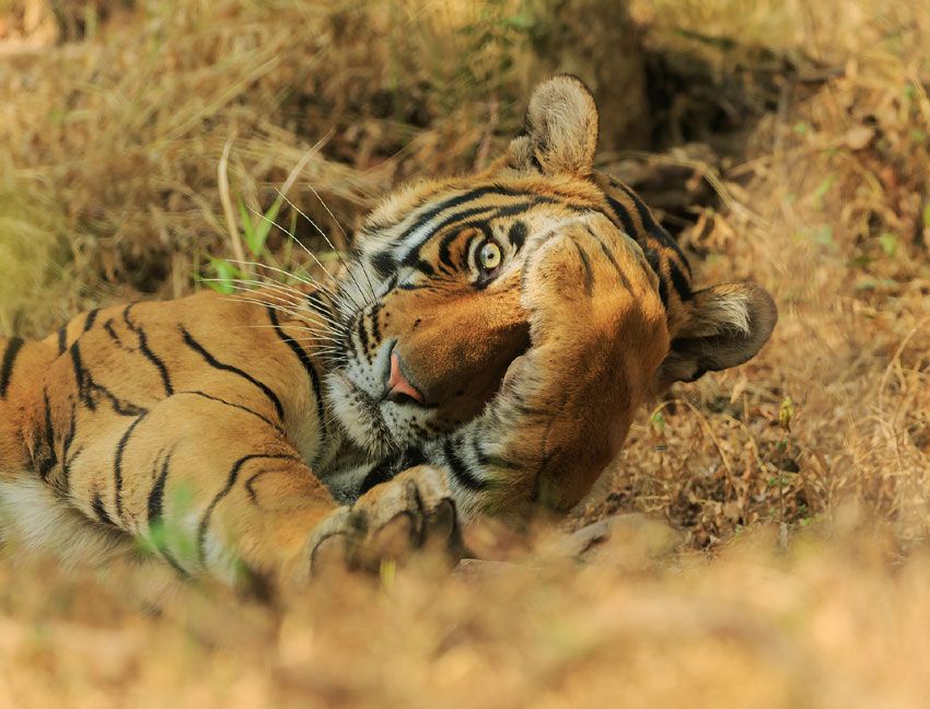 tigre cara