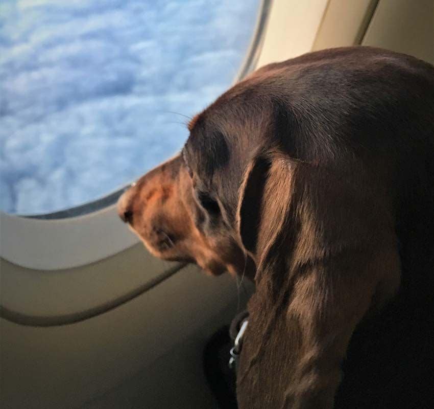 Consejos para viajar en avión con perro