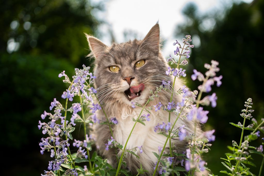 Gato junto a una hierba gatera