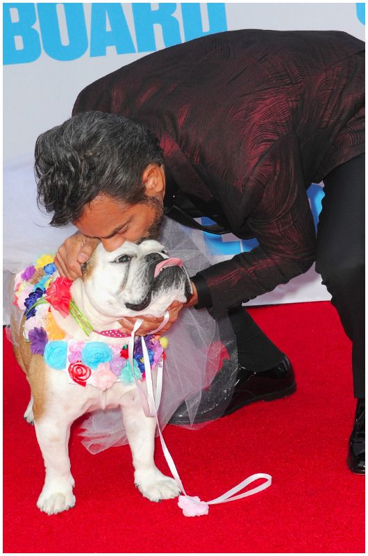 eugenio derbez perro10