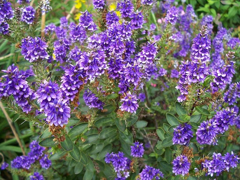 cultivar veronica 4