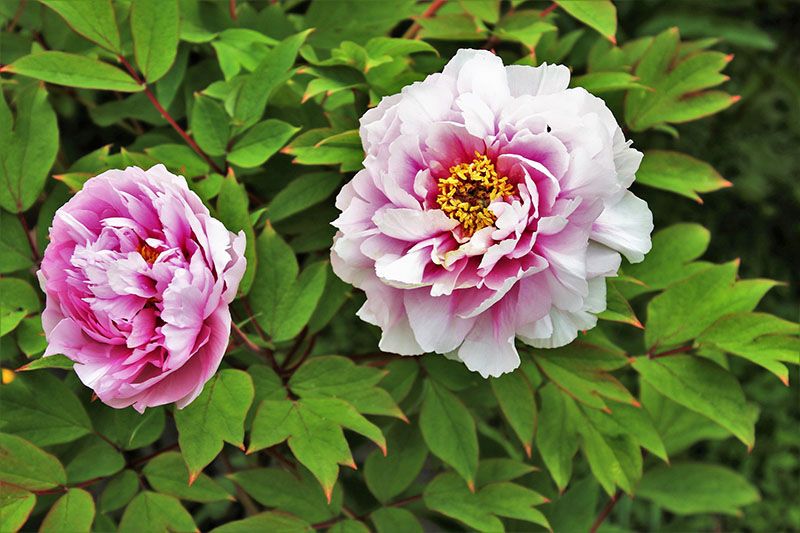 cultivar peonia 7