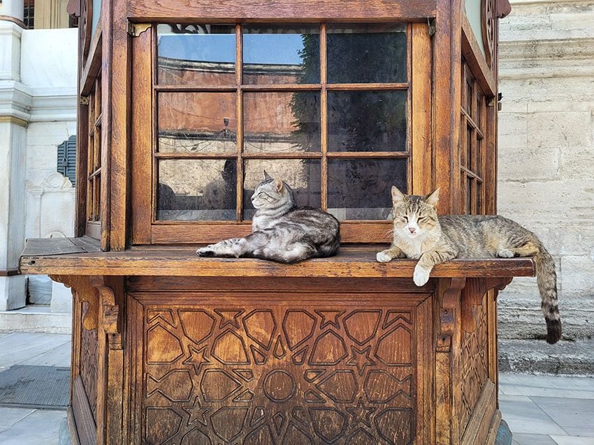 gatos frente al gran bazar lali ortega ceron