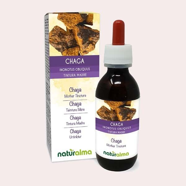 Hongo Chaga (Inonotus Obliquus) de Naturalma