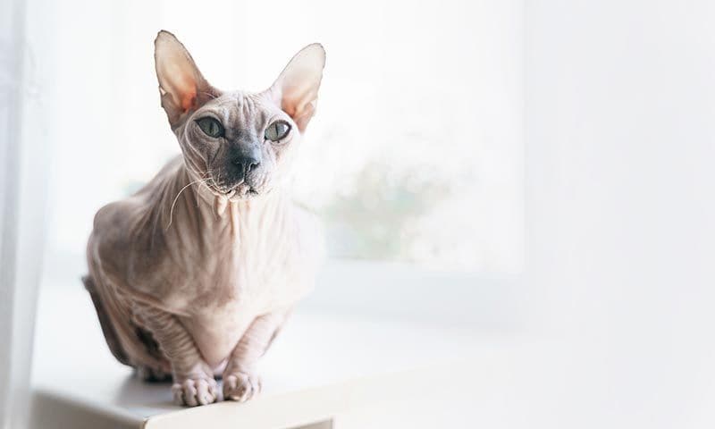 don sphynx