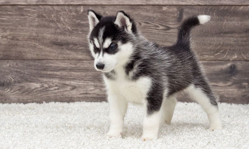 husky 6