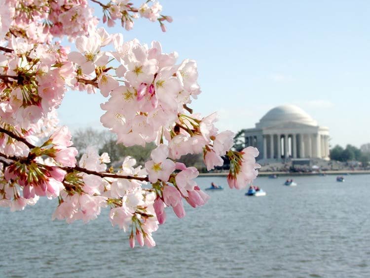 washington-spring