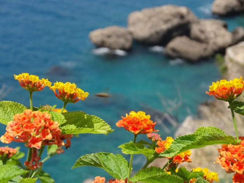 lantana arbusto otoño hola decoracion 05