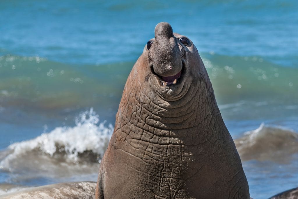 Foca elefante sonriente