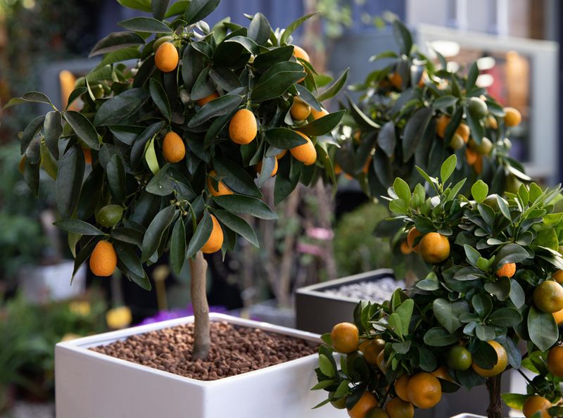 naranjo chino citrtico kumquat hola decoracion 01