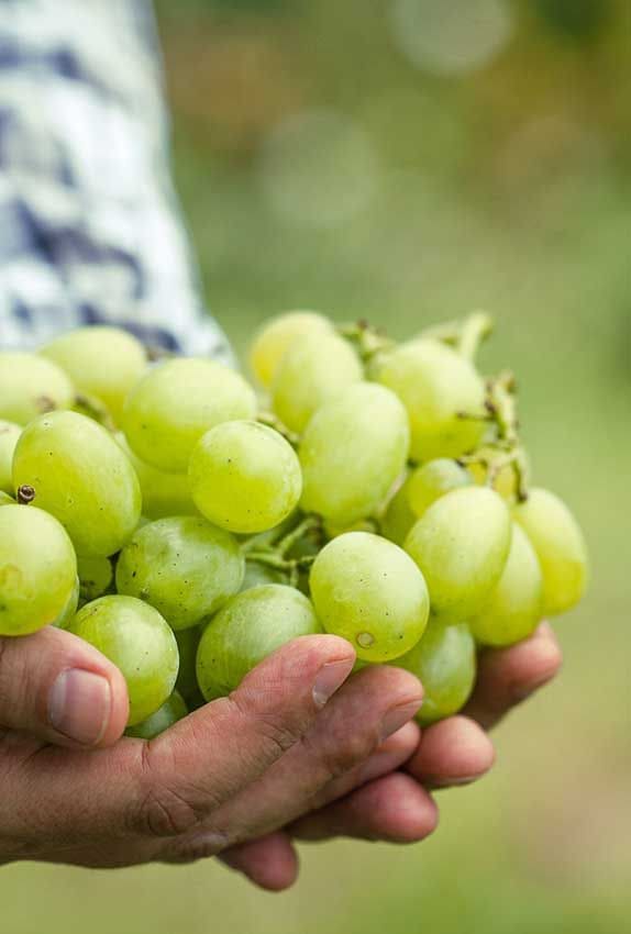 uvas