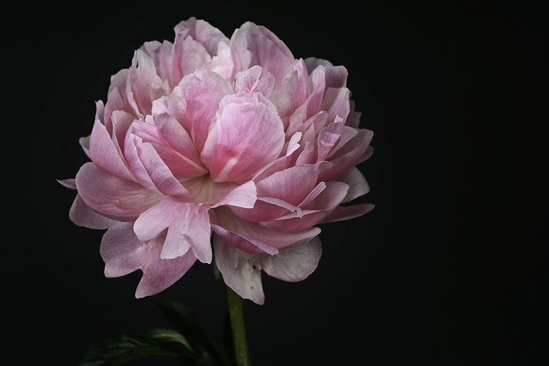 cultivar peonia 9