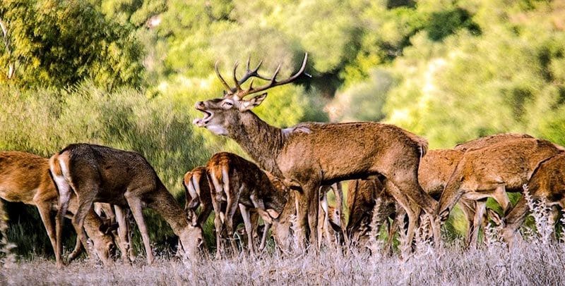 Berrea del ciervo_parque Alcornocales cadiz otono