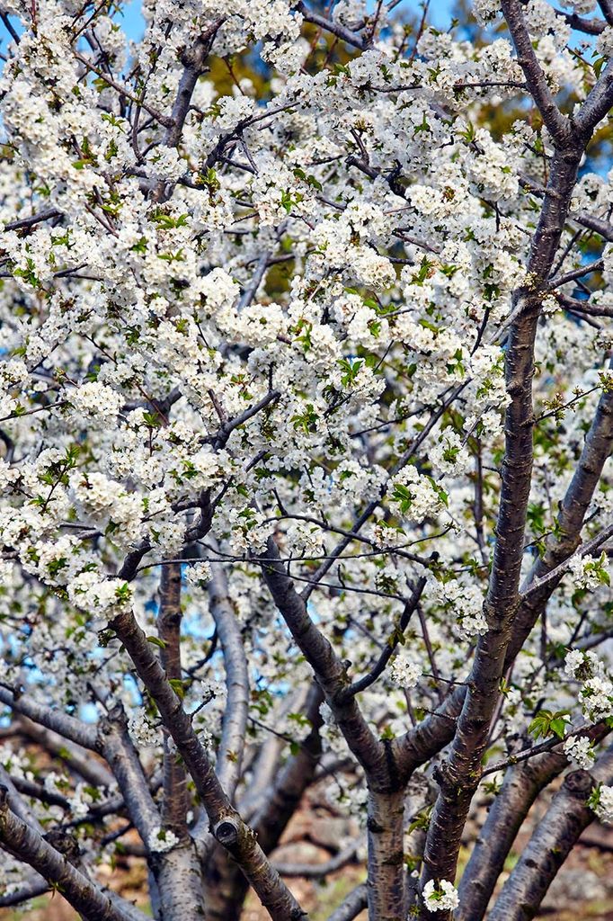 Cerezo en flor, Jerte (Cáceres)