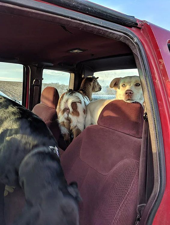 Bo el perro perdido que volvió con una cabra