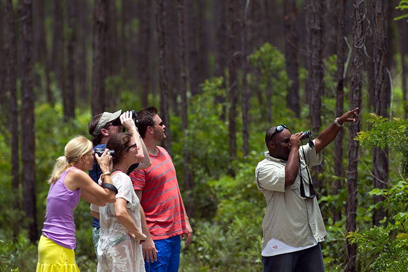 Andros-Bahamas-naturaleza-birdwaching