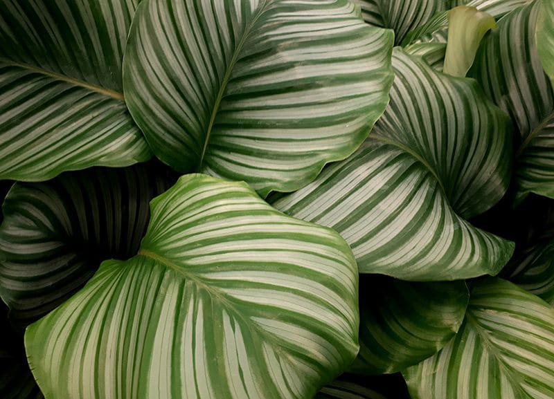 calathea orbifolia 03a