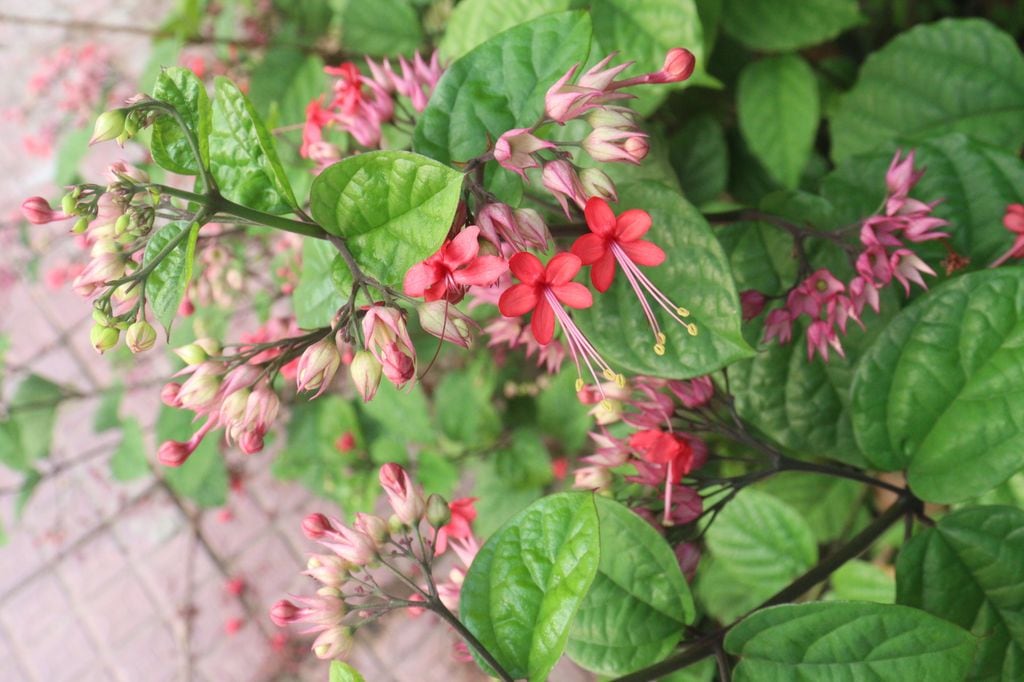 Clerodendrum