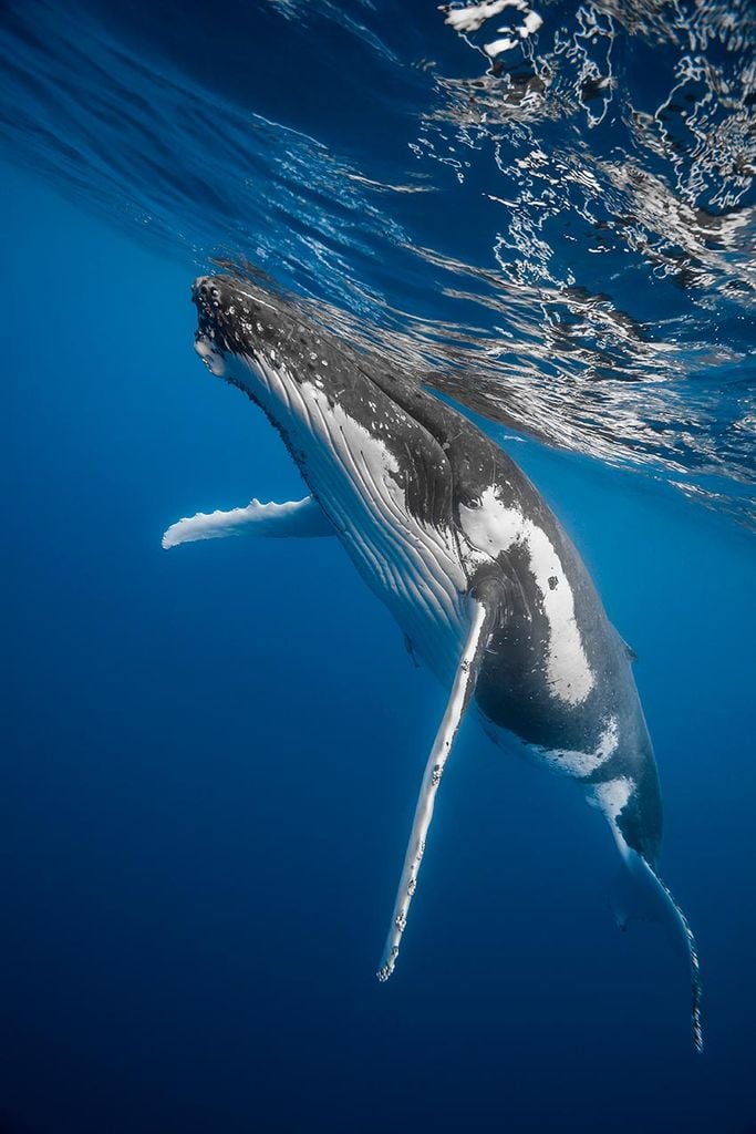 niue ballenas