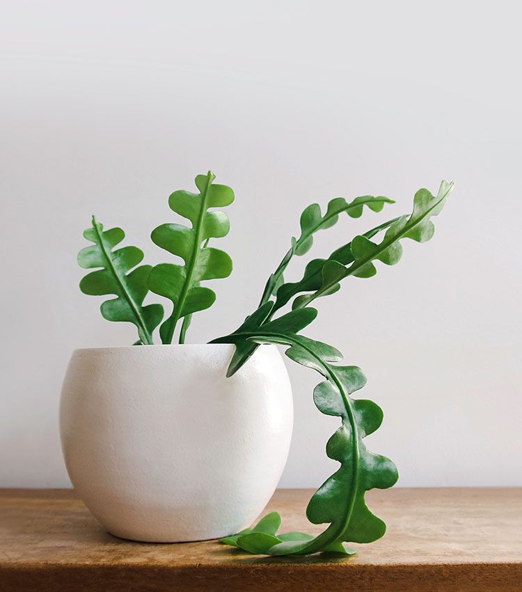 plantas decorativas 8