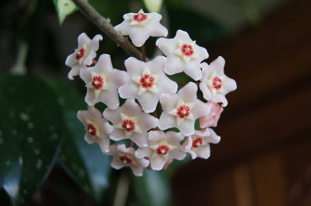 Flores agrupadas de la flor de cera