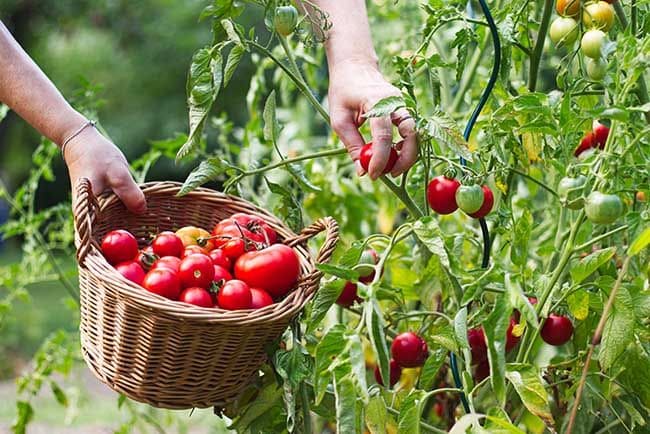 Tener tu propio huerto podría aumentar tu esperanza de vida