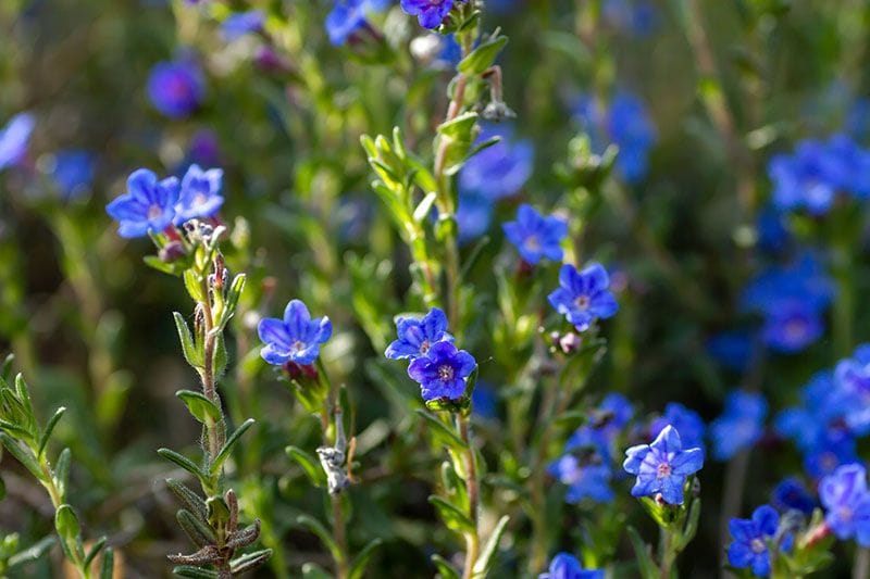 carrasquilla azul 2