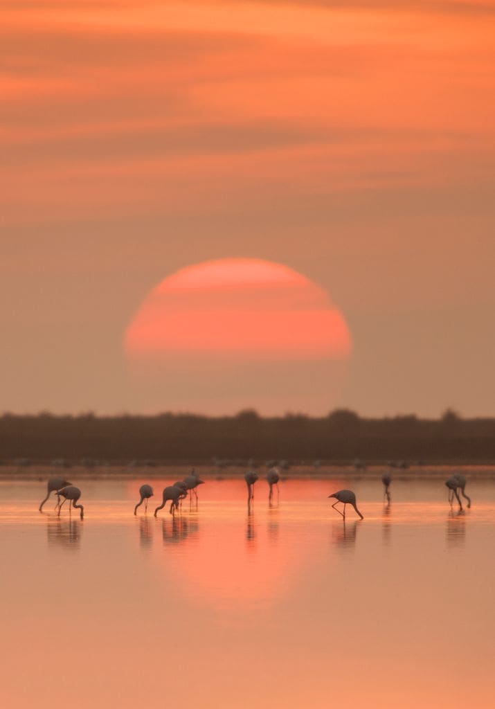 Flamencos en el Delta del Ebro, Tarragona